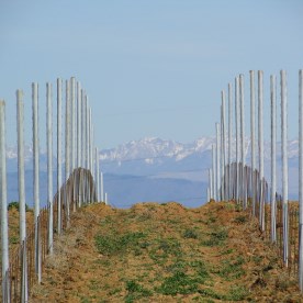 neuer Weinberg